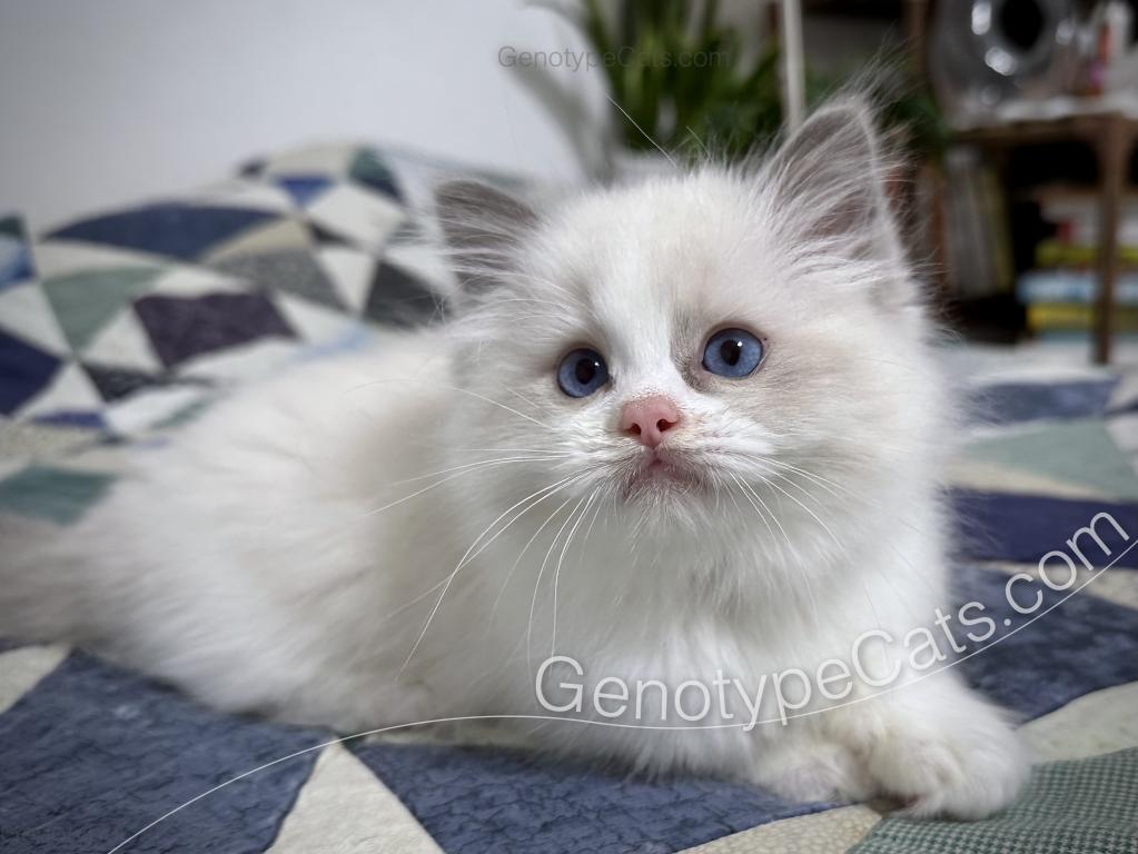 Merope photo 23