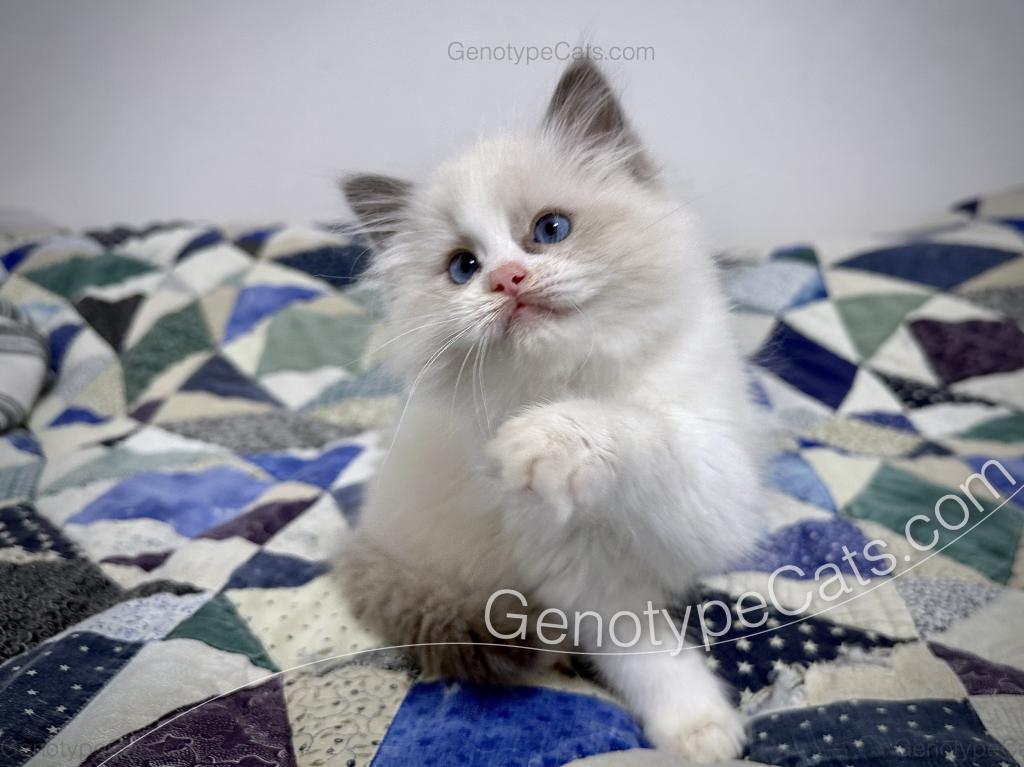 Merope photo 33