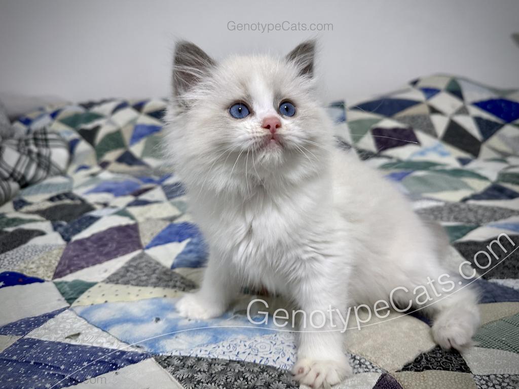 Merope photo 3