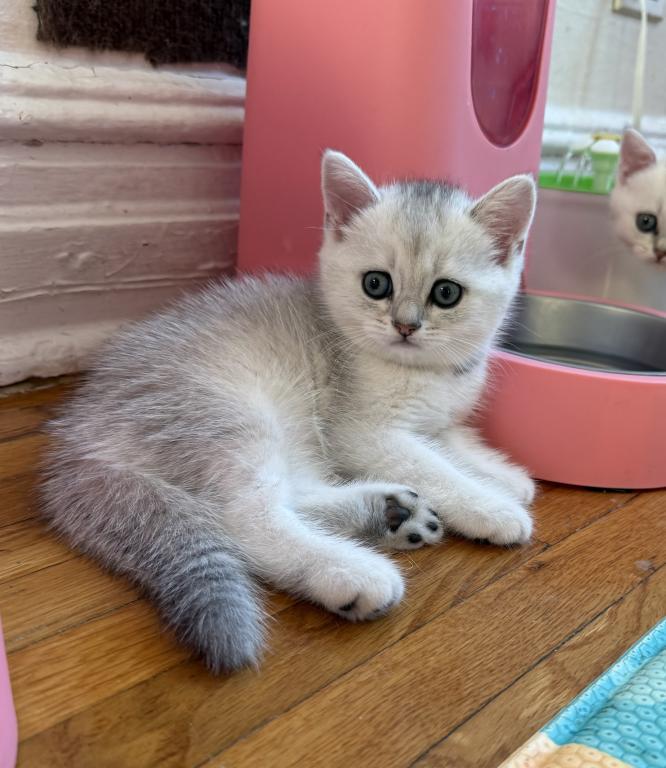 Bella 1 photo 2