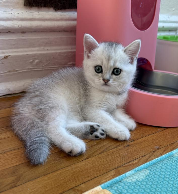 Bella 1 photo 1