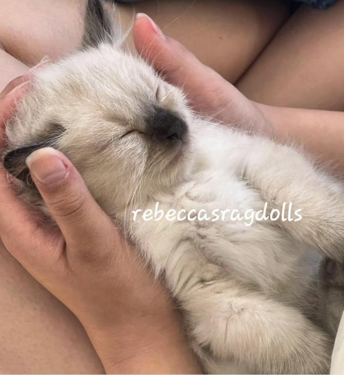 Rebeccas Ragdolls photo 4