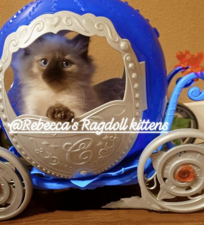 Rebeccas Ragdolls photo 1