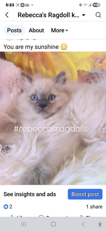 Rebeccas Ragdolls photo 3