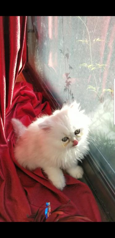 Sliver Shaded Chinchilla Dollface Persian Male photo 26