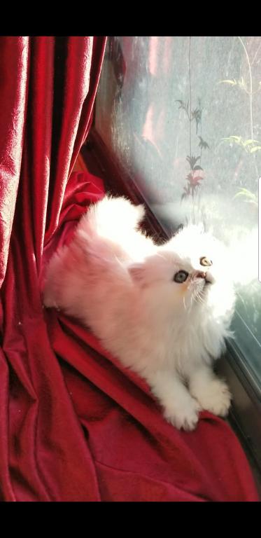 Sliver Shaded Chinchilla Dollface Persian Male photo 25