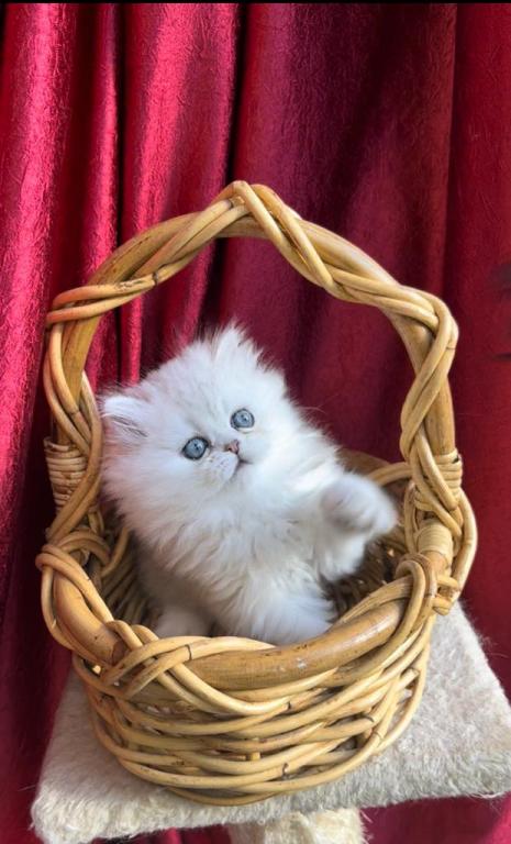 Sliver Shaded Chinchilla Dollface Persian Male photo 14