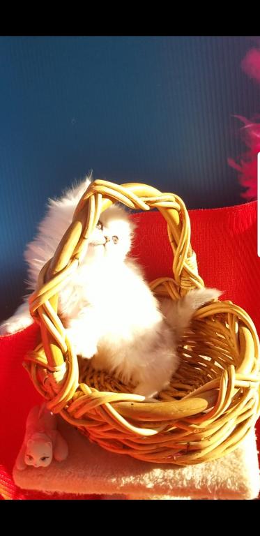 Sliver Shaded Chinchilla Dollface Persian Male photo 16