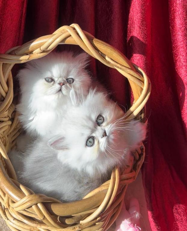 Sliver Shaded Chinchilla Dollface Persian Male photo 6