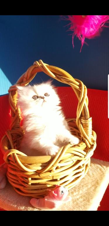 Sliver Shaded Chinchilla Dollface Persian Male photo 18