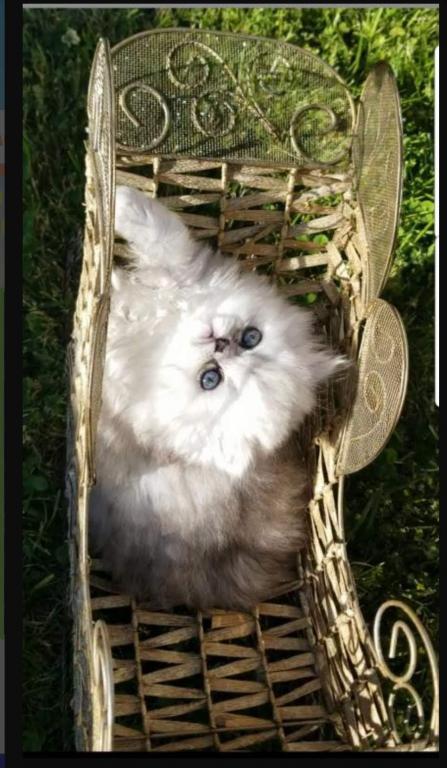 Sliver Shaded Chinchilla Dollface Persian Male photo 4