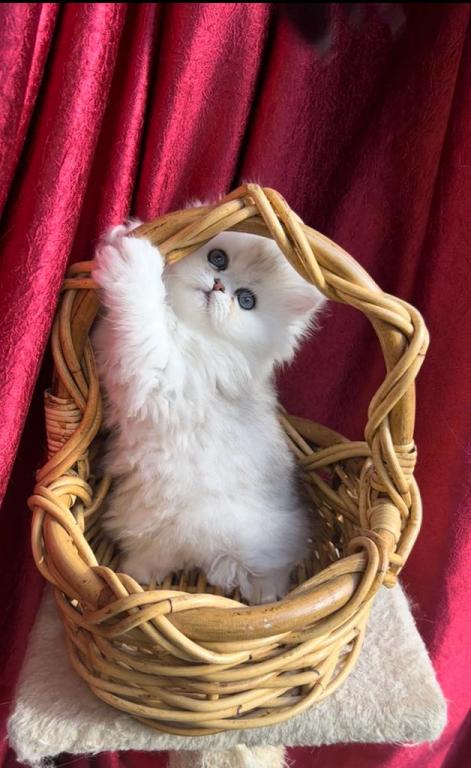 Sliver Shaded Chinchilla Dollface Persian Male photo 13