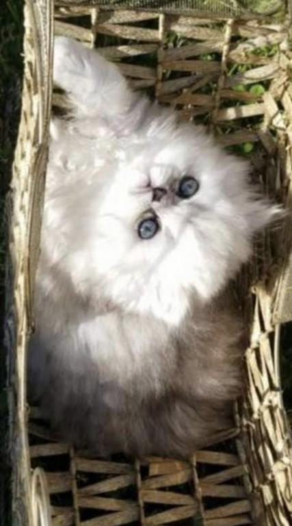 Sliver Shaded Chinchilla Dollface Persian Male photo 1