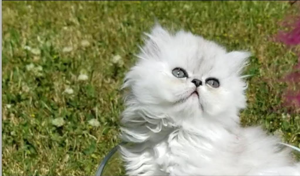 Sliver Shaded Chinchilla Dollface Persian Male photo 5