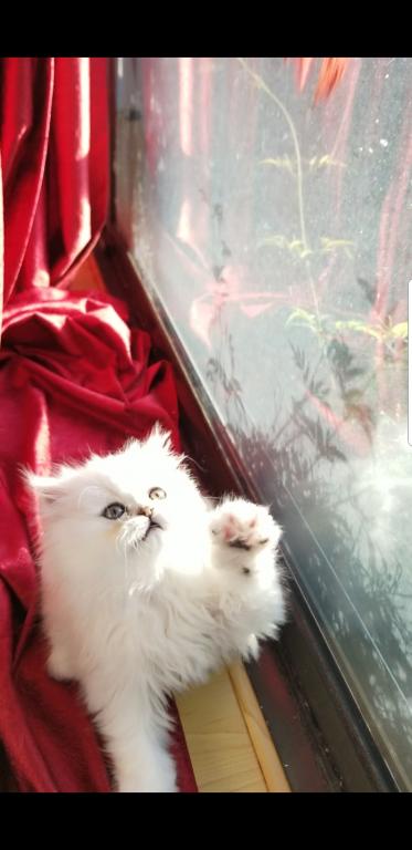 Sliver Shaded Chinchilla Dollface Persian Male photo 23