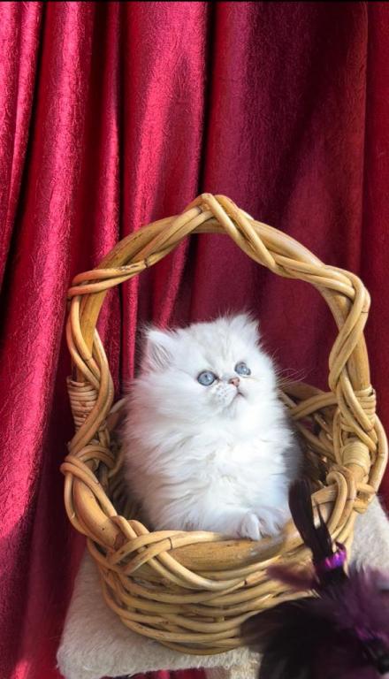 Sliver Shaded Chinchilla Dollface Persian Male photo 12