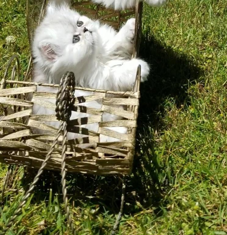Sliver Shaded Chinchilla Dollface Persian Male photo 3