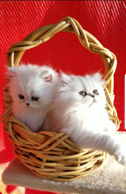 Sliver Shaded Chinchilla Dollface Persian Male photo 15