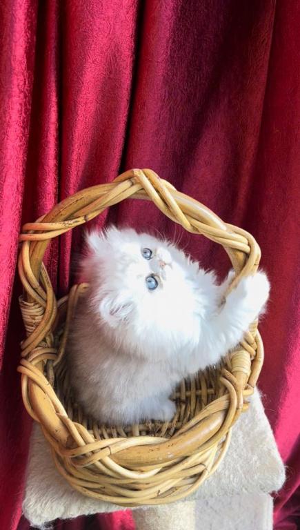 Sliver Shaded Chinchilla Dollface Persian Male photo 11