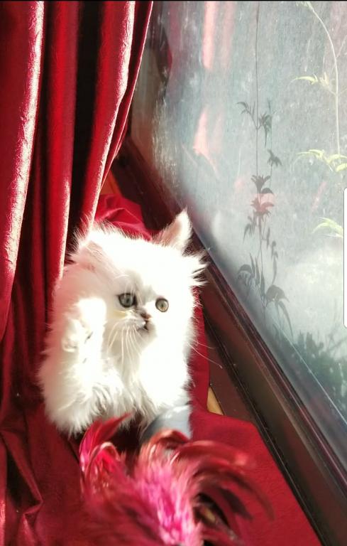 Sliver Shaded Chinchilla Dollface Persian Male photo 24