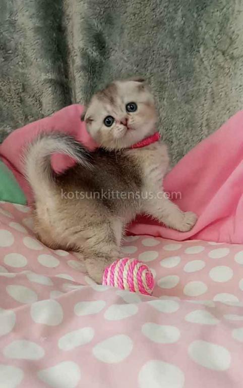 Beatrice Scottish Fold Silver Ticked Chinchilla photo 11