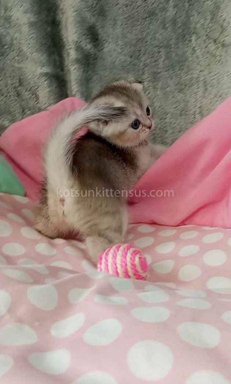 Beatrice Scottish Fold Silver Ticked Chinchilla photo 6