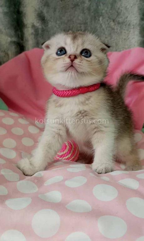 Beatrice Scottish Fold Silver Ticked Chinchilla photo 12