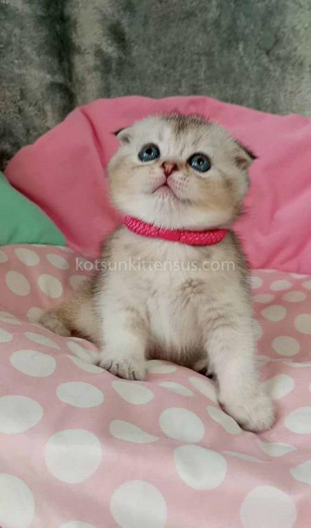 Beatrice Scottish Fold Silver Ticked Chinchilla photo 10