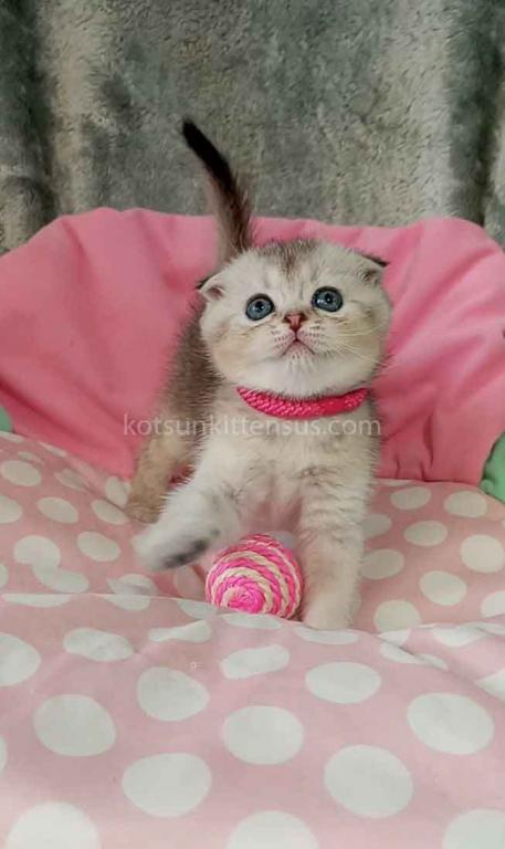 Beatrice Scottish Fold Silver Ticked Chinchilla photo 7