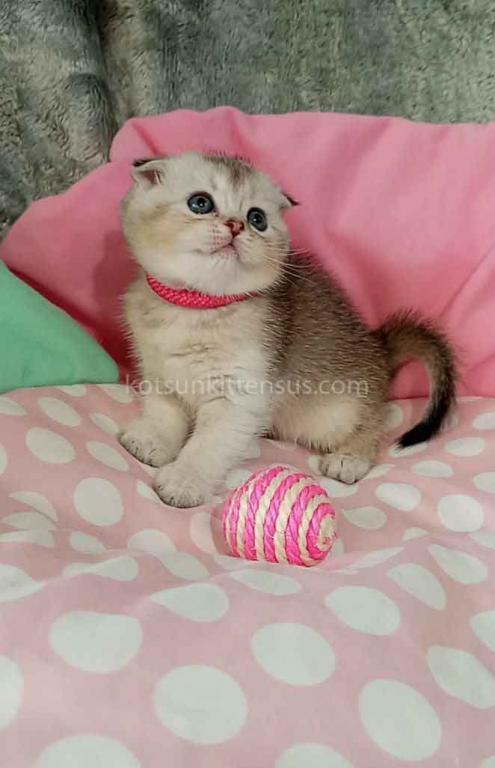 Beatrice Scottish Fold Silver Ticked Chinchilla photo 9