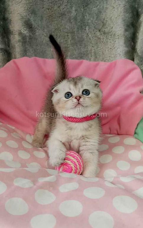 Beatrice Scottish Fold Silver Ticked Chinchilla photo 1