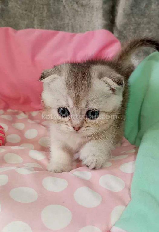 Beatrice Scottish Fold Silver Ticked Chinchilla photo 3