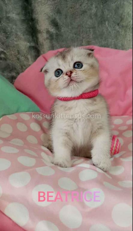Beatrice Scottish Fold Silver Ticked Chinchilla photo 2