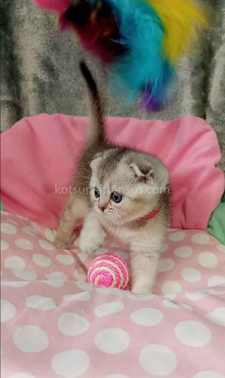 Beatrice Scottish Fold Silver Ticked Chinchilla photo 4