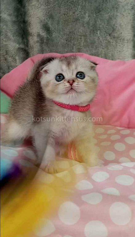 Beatrice Scottish Fold Silver Ticked Chinchilla photo 8