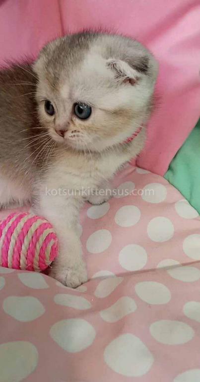 Beatrice Scottish Fold Silver Ticked Chinchilla photo 5