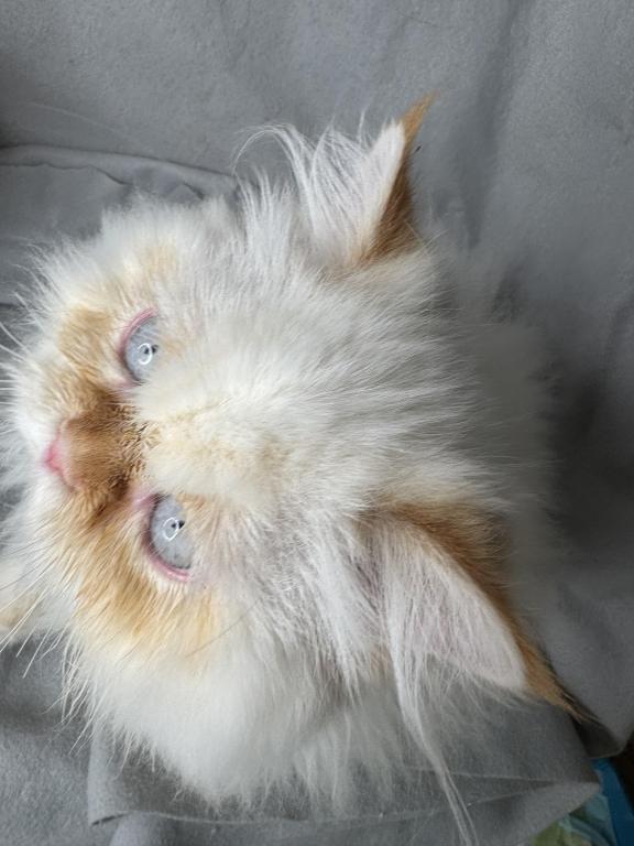 CFA FLAME POINT CREAM DOLL FACE ROS 22 photo 5