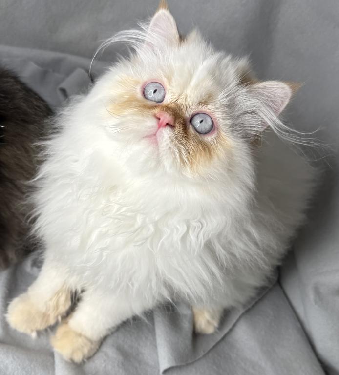 CFA FLAME POINT CREAM DOLL FACE ROS 22 photo 6