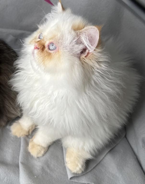 CFA FLAME POINT CREAM DOLL FACE ROS 22 photo 7