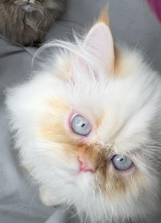CFA FLAME POINT CREAM DOLL FACE ROS 22 photo 4