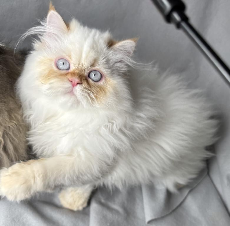 CFA FLAME POINT CREAM DOLL FACE ROS 22 photo 1