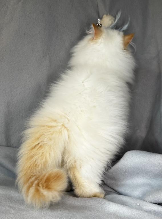 ROS 22 CFA FLAME POINT CREAM DOLL FACE photo 8