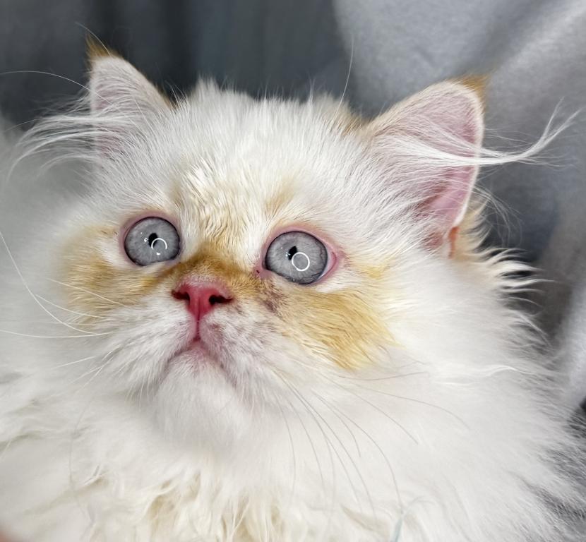 ROS 22 CFA FLAME POINT CREAM DOLL FACE photo 12