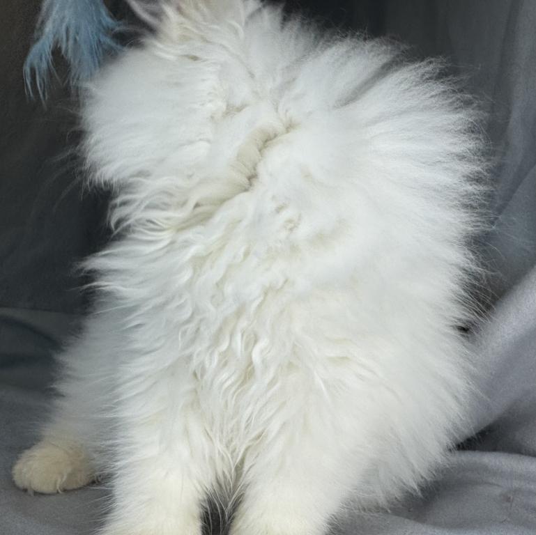 ROS 22 CFA FLAME POINT CREAM DOLL FACE photo 7