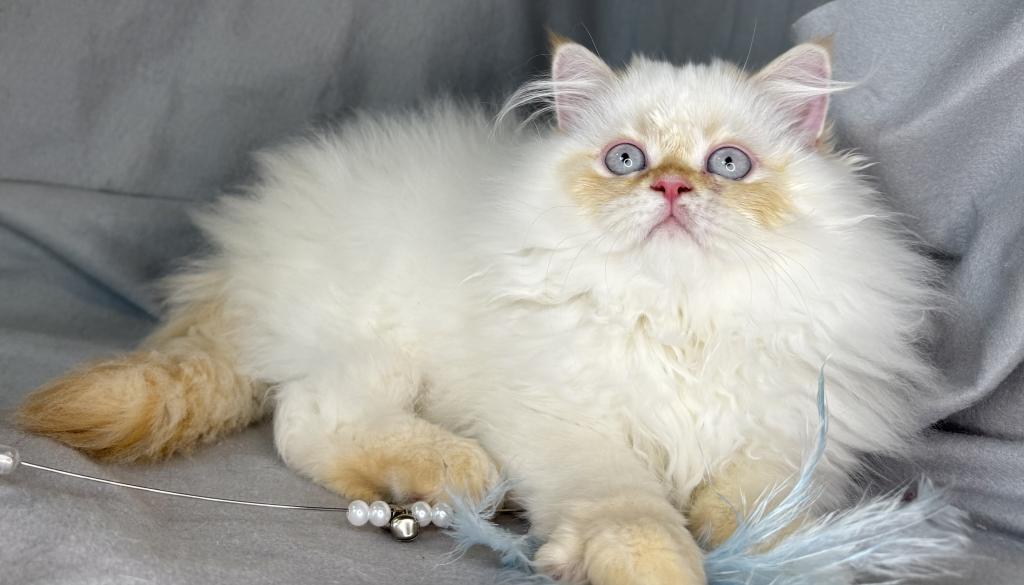 ROS 22 CFA FLAME POINT CREAM DOLL FACE photo 16