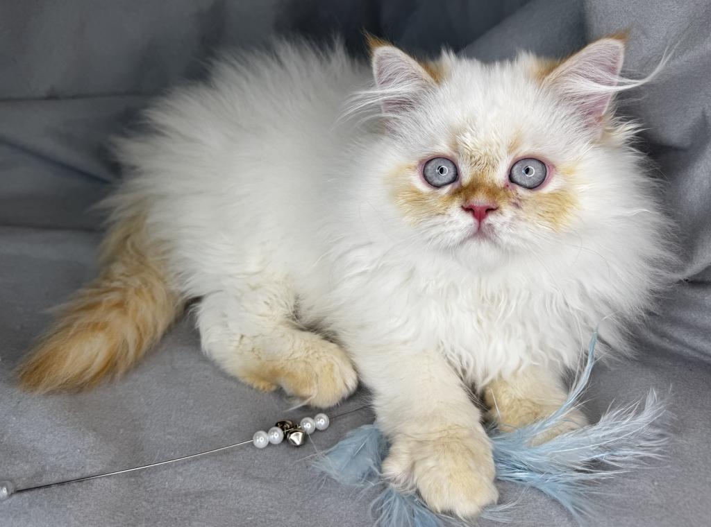ROS 22 CFA FLAME POINT CREAM DOLL FACE photo 15