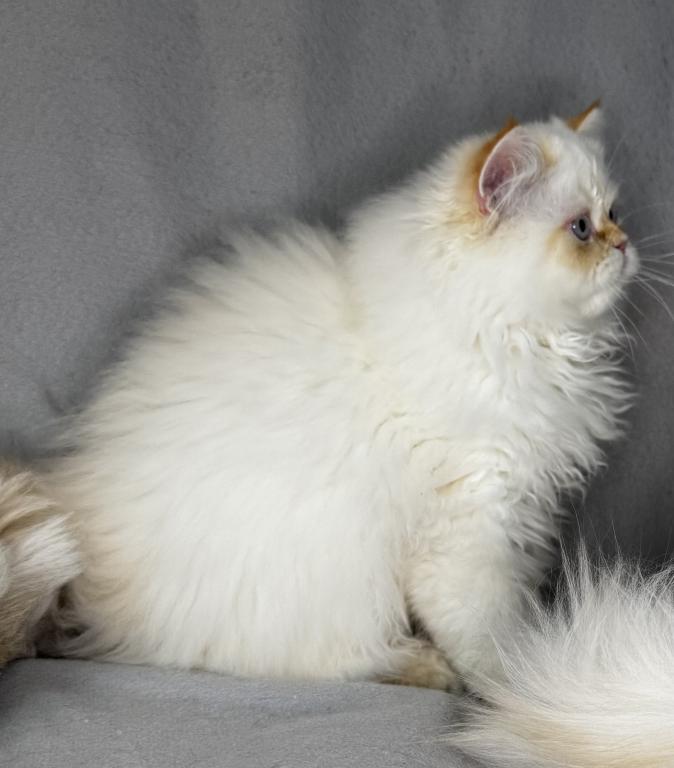ROS 22 CFA FLAME POINT CREAM DOLL FACE photo 4