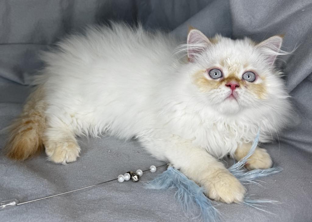 ROS 22 CFA FLAME POINT CREAM DOLL FACE photo 14