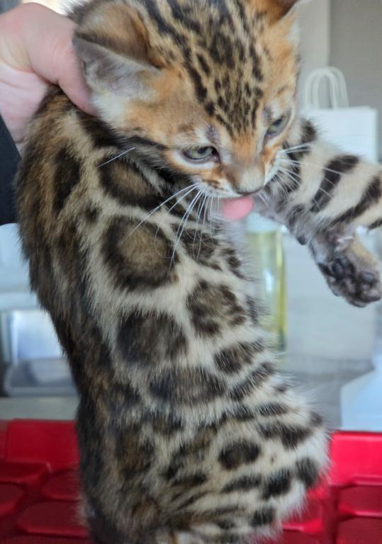 Jag photo 2