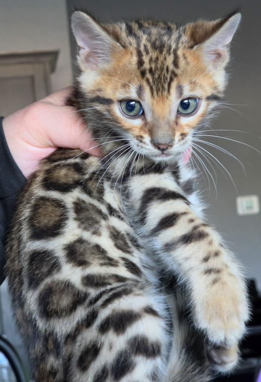 Jag photo 3